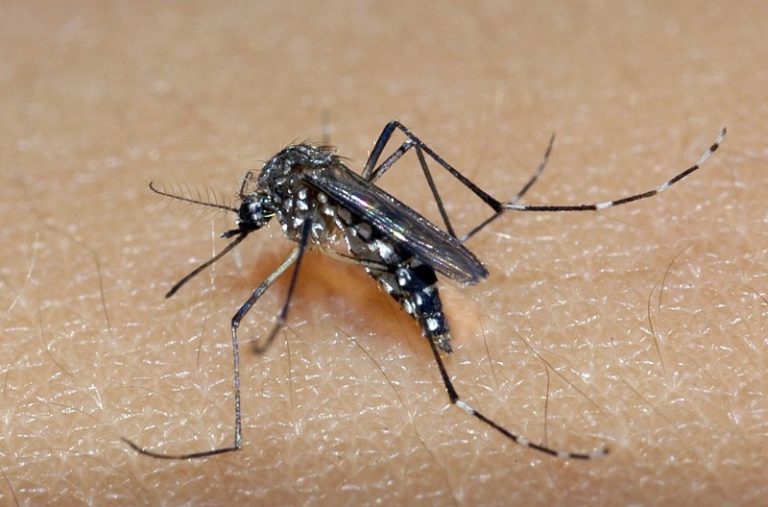 Emergência Epidemiológica: SC registra aumento alarmante no número de casos de dengue