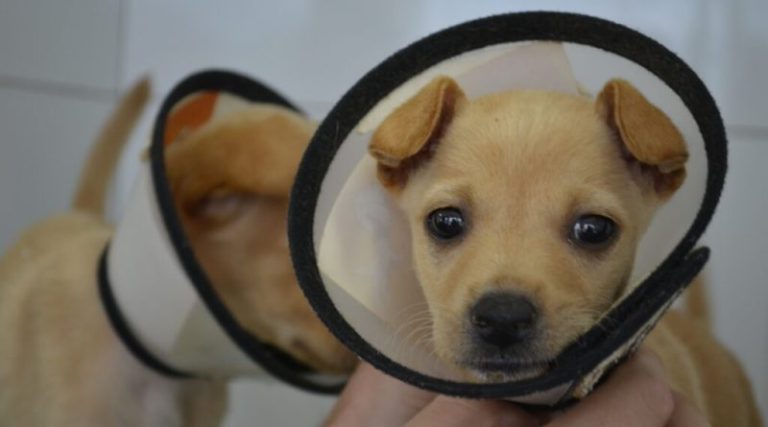 Imagem mostra dois filhotes de cães com cones de proteção para tratamento médico veterinário