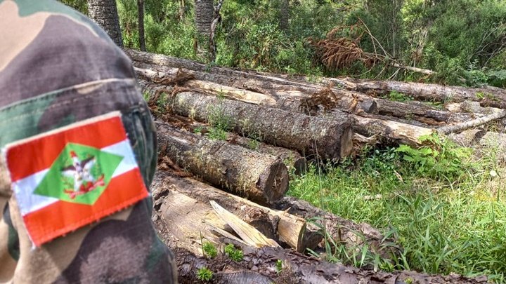 Polícia Militar apreende 151 toras de pinheiro brasileiro em Bom Jardim da Serra