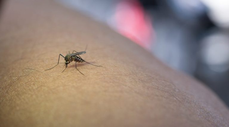 Crescimento dos casos de dengue preocupa em Imbituba: Aumento de 30% nos focos