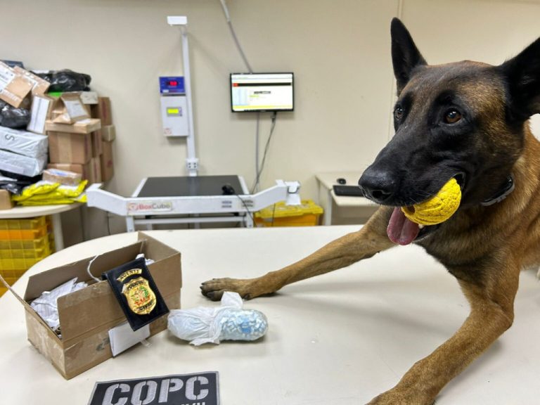 Cão da Polícia Civil fareja drogas e revela esquema de remessa de narcóticos pelos Correios