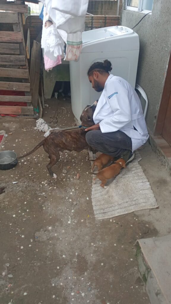 Prisão por maus-tratos a cães pitbull em Florianópolis