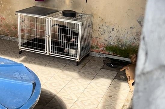 Polícia Civil de Santa Catarina conclui investigação sobre maus tratos a cães em Laguna