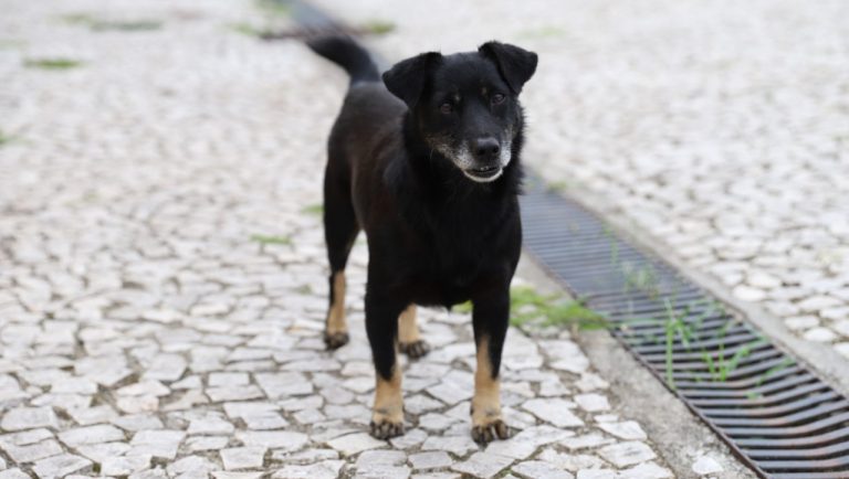Castração é a solução: mutirão beneficia 220 animais no bairro Vila Manaus