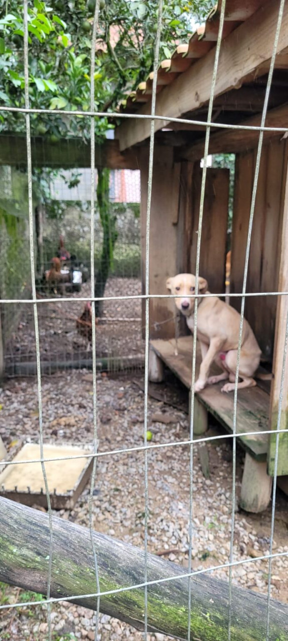 Polícia Civil indicia homem que mantinha cães em situação precária por maus-tratos a animais em Armazém