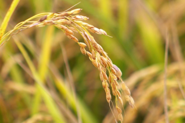 Entidades catarinenses pedem valorização do arroz nacional