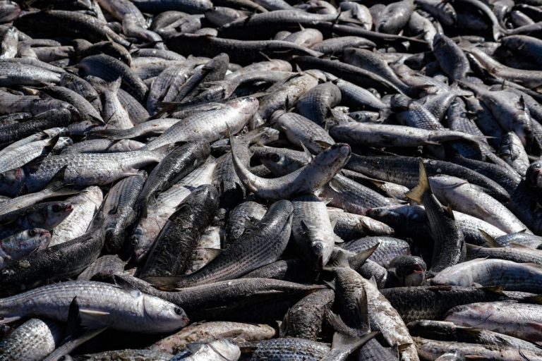 Pescadores artesanais capturam mais de 780 mil tainhas com arrasto de praia