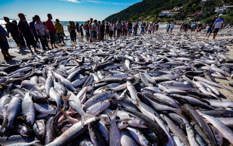 Governo suspende pesca da tainha no estado: “Santa Catarina está atrapalhando”