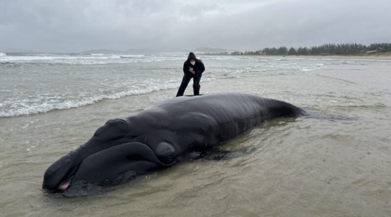 Filhote de baleia-franca encalha em praia de Ibiraquera e é resgatado