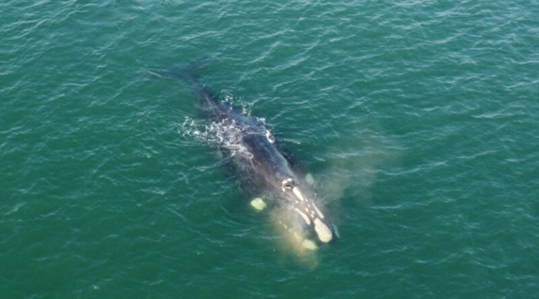 Avistagem de baleias-franca na Praia da Ribanceira encanta moradores