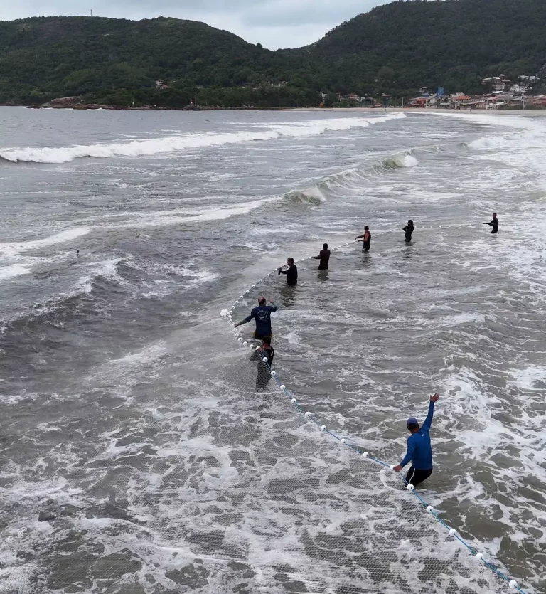 Safra da tainha em Florianópolis bate recorde de captura em 2024