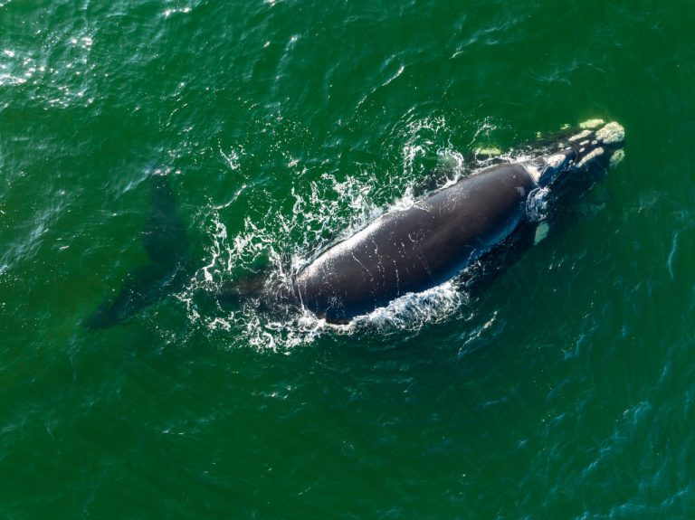 Sobrevoo no Sul de SC registra recorde de baleias franca