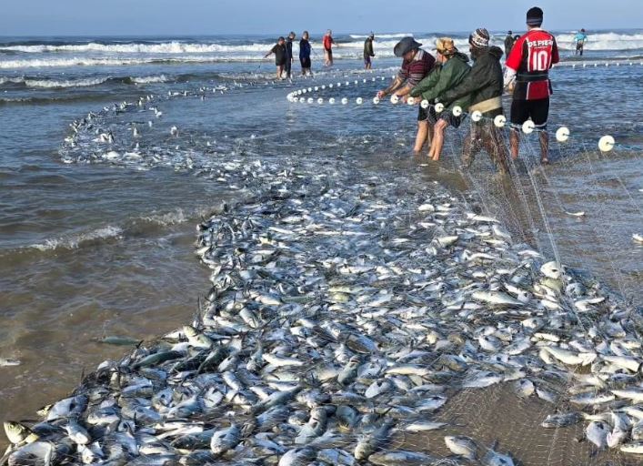 Captura histórica de 15 toneladas de peixes em praia de Laguna