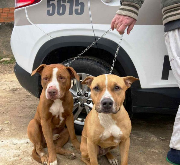 Cães da raça pitbull disponíveis para adoção após ataque em Laguna