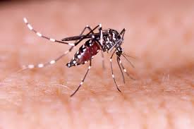 Focos do mosquito da dengue aumentam para 290 em Tubarão