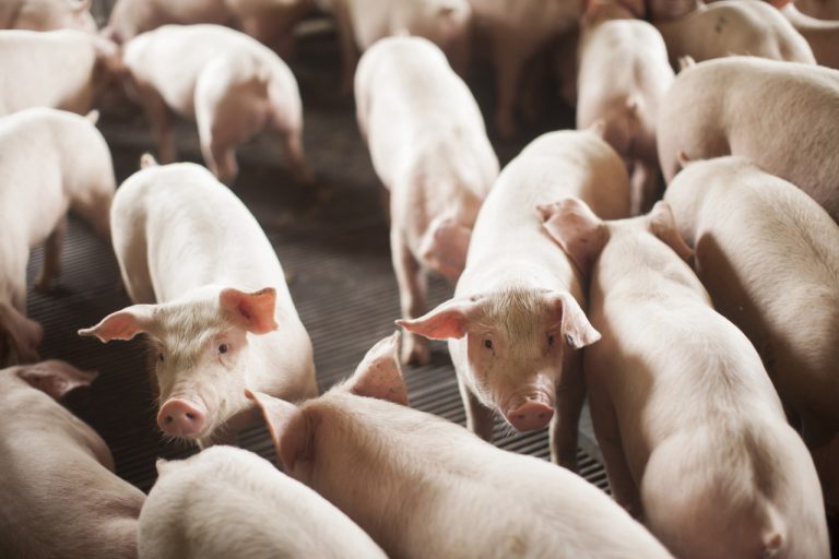 Exportações de carnes de SC crescem 3,5% no primeiro semestre