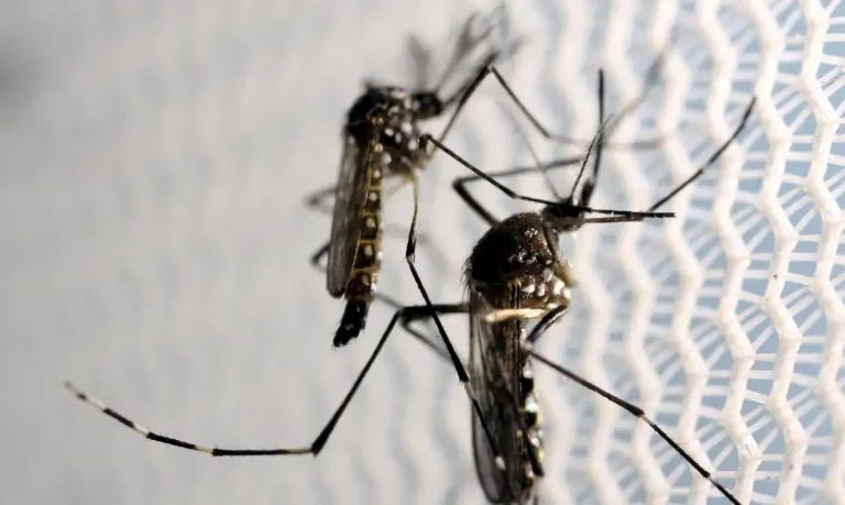 Ministério da Saúde amplia estratégia contra Aedes aegypti em todo o Brasil