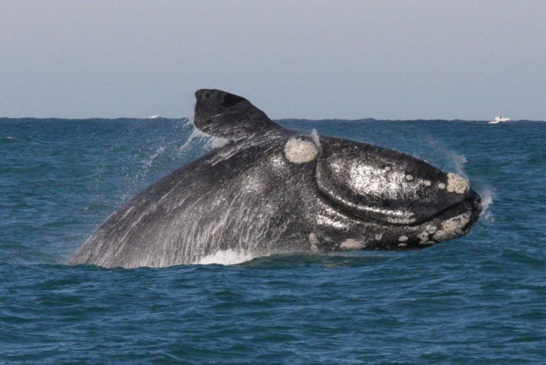 Baleia ameaçada de extinção é vista com filhote no porto de Imbituba