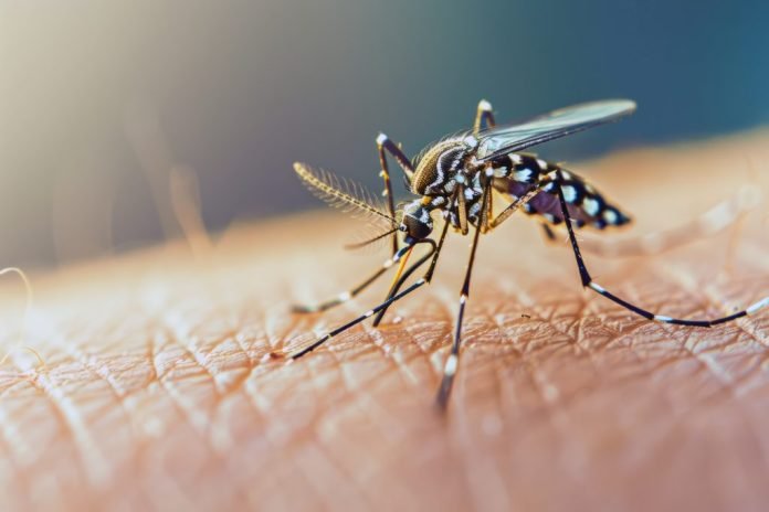 Surto de chikungunya em SC: Xanxerê confirma segunda morte